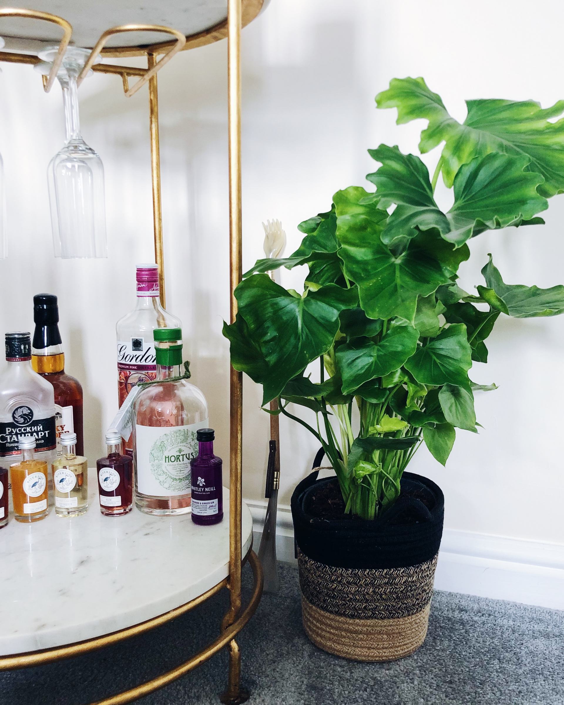 A philodendron shangri la infant of a bar cart of alcoholic drinks